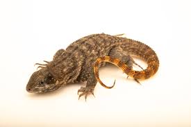 Attēlu rezultāti vaicājumam “Lycogala persicum sessile”