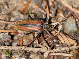 Attēlu rezultāti vaicājumam “Oxymirus cursor”