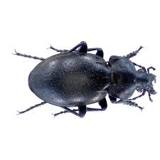 Attēlu rezultāti vaicājumam “Carabus glabratus”