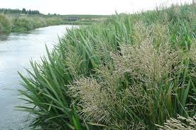 Attēlu rezultāti vaicājumam “Glyceria maxima leaf”