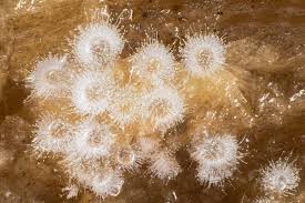 Attēlu rezultāti vaicājumam “Cribraria piriformis macro”