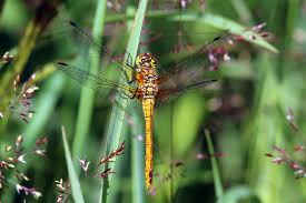Attēlu rezultāti vaicājumam “Sympetrum sanguineum female”