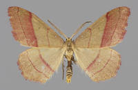 Attēlu rezultāti vaicājumam “Rhodostrophia vibicaria”