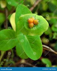 Attēlu rezultāti vaicājumam “Lonicera caprifolium fruit”