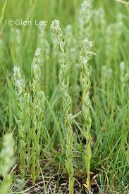 Attēlu rezultāti vaicājumam “Gnaphalium uliginosum leaf”