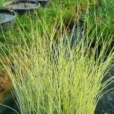 Attēlu rezultāti vaicājumam “Schoenoplectus lacustris subsp. lacustris”