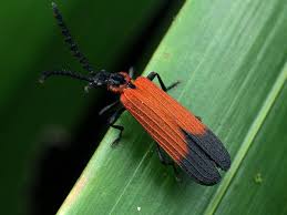 Attēlu rezultāti vaicājumam “Pyrochroidae”