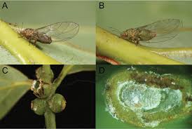Attēlu rezultāti vaicājumam “Trioza dispar nymph”