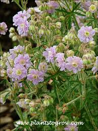 Image result for Geranium `Summer Skies`