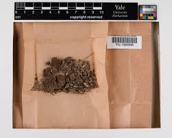 Attēlu rezultāti vaicājumam “Cephaloziella hampeana”