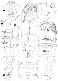 Attēlu rezultāti vaicājumam “Cricotopus male”