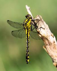 Attēlu rezultāti vaicājumam “Gomphus vulgatissimus”