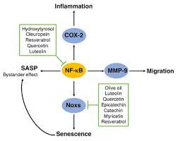 「ラブライナ・ワーズワース ワイルドアームズ クロスファイア」の画像検索結果