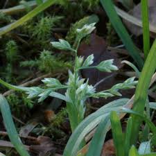 Attēlu rezultāti vaicājumam “Poa remota”