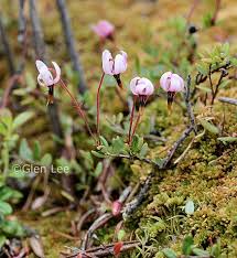 Attēlu rezultāti vaicājumam “Oxycoccus microcarpus”