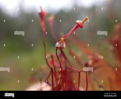 Attēlu rezultāti vaicājumam “Splachnum ampullaceum sporophyte”