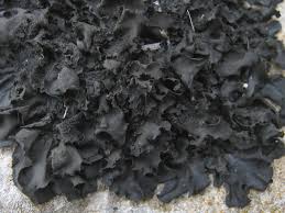 Attēlu rezultāti vaicājumam “Collema flaccidum”