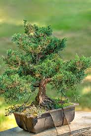 Attēlu rezultāti vaicājumam “Juniperus chinensis”