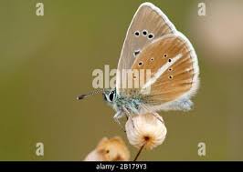 Attēlu rezultāti vaicājumam “Agrodiaetus damon underside”