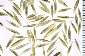 Attēlu rezultāti vaicājumam “Festuca rubra subsp. rubra leaf”