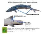 ODFW Marine Sport Fish ID - Miscellaneous Species
