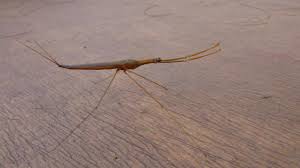 Attēlu rezultāti vaicājumam “Ranatra linearis”