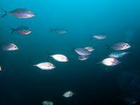 Image result for Pseudocaranx dentex