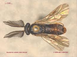 Attēlu rezultāti vaicājumam “Diprionidae”