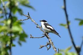 Image result for Ficedula albicollis