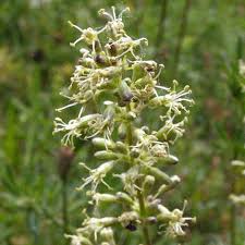 Attēlu rezultāti vaicājumam “Silene otites fruit”