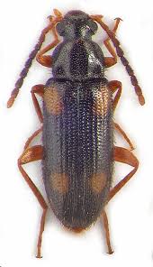 Attēlu rezultāti vaicājumam “Alleculidae”