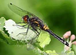Attēlu rezultāti vaicājumam “Leucorrhinia caudalis male”