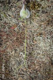 Attēlu rezultāti vaicājumam “Aulacidea hieracii”