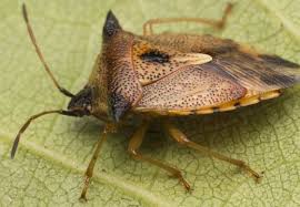 Attēlu rezultāti vaicājumam “Elasmucha ferrugata”