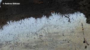 Attēlu rezultāti vaicājumam “Steccherinum fimbriatum”