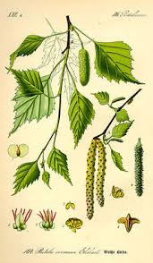 Attēlu rezultāti vaicājumam “Betula pendula flower”