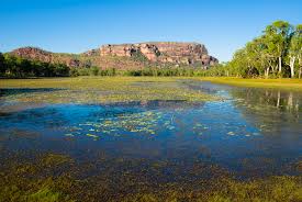 Billedresultat for kakadu n...