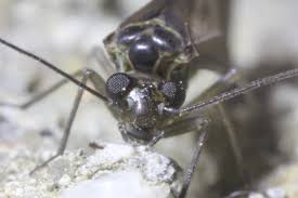 Attēlu rezultāti vaicājumam “Metylophorus nebulosus”
