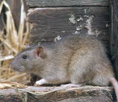 Attēlu rezultāti vaicājumam “Rattus norvegicus”