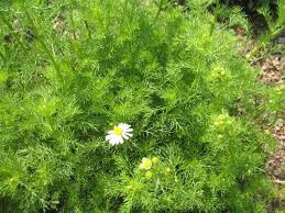 Attēlu rezultāti vaicājumam “Matricaria chamomilla flower”
