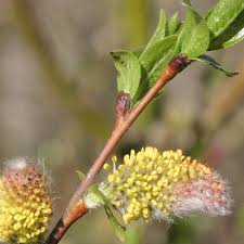 Attēlu rezultāti vaicājumam “Salix myrsinifolia male flower”