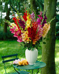 Attēlu rezultāti vaicājumam “Festuca ovina flower”