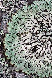 Attēlu rezultāti vaicājumam “Menegazzia terebrata”