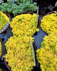 Attēlu rezultāti vaicājumam “Sedum hispanicum”