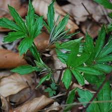 Attēlu rezultāti vaicājumam “Cardamine bulbifera leaf”