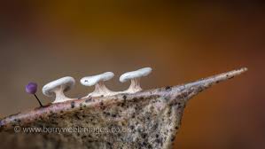 Attēlu rezultāti vaicājumam “Diderma ochraceum macro”