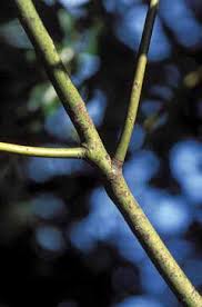 Attēlu rezultāti vaicājumam “Cribraria vulgaris young”