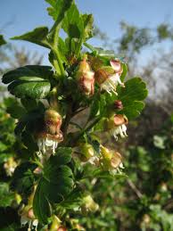 Attēlu rezultāti vaicājumam “Ribes uva-crispa flower”