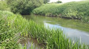 Image result for Cobham Court Angling Club