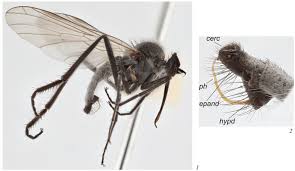 Attēlu rezultāti vaicājumam “Empis sp.”